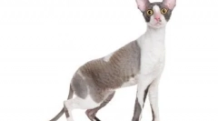 Дивовижна і унікальна: найбільш незвичайна планета кішок